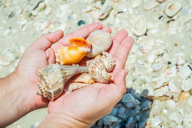 Marco Island Wildlife Sightseeing and Shelling Tour - Exciting Shelling Activities