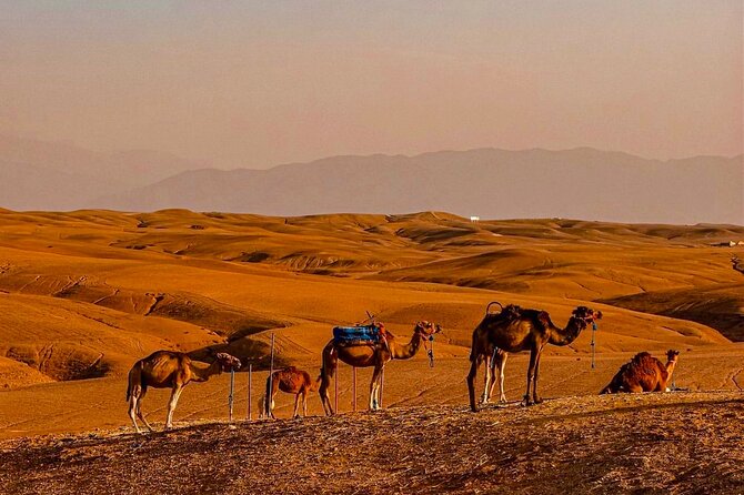Marrakech Day Trip to Agafay Desert, Atlas Mountains & Camel Ride - Transportation and Private Tour