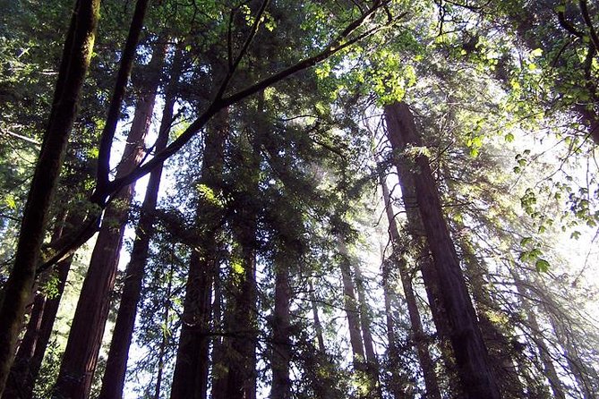 Muir Woods Tour of California Coastal Redwoods - Exploring Muir Woods