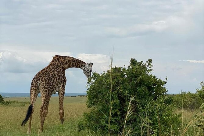 Nairobi National Park and Giraffe Center - Transportation and Comfort