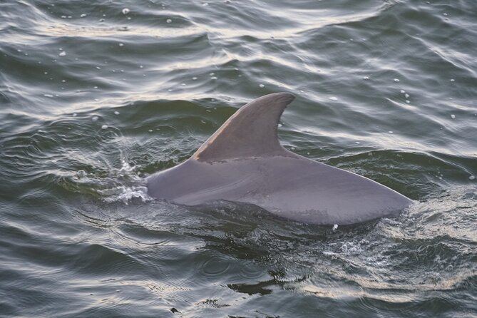 Orange Beach Dolphin Eco Boat Tour - Spotting Dolphins and Wildlife