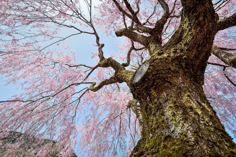 Sakura in Tokyo: Cherry Blossom Experience - Private Walking Experience With Host