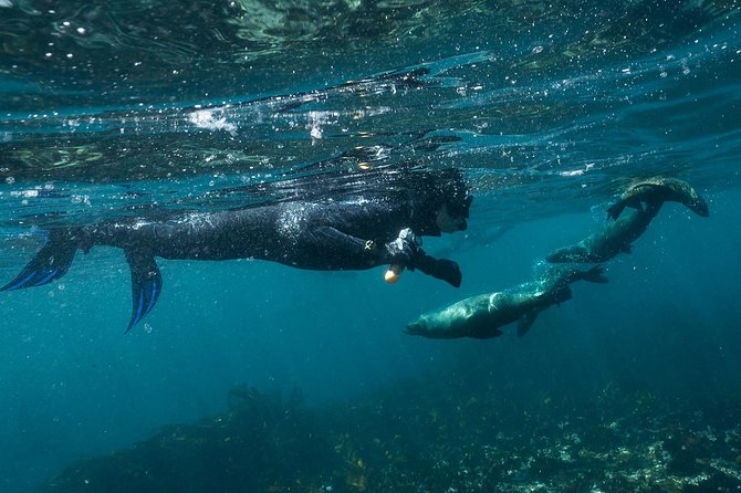 Seal Snorkeling With Animal Ocean in Hout Bay - Snorkeling Equipment Provided