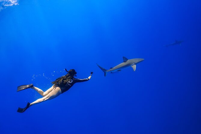 Shark Tour Dive With Sharks in Hawaii With One Ocean Diving - Overall Impression