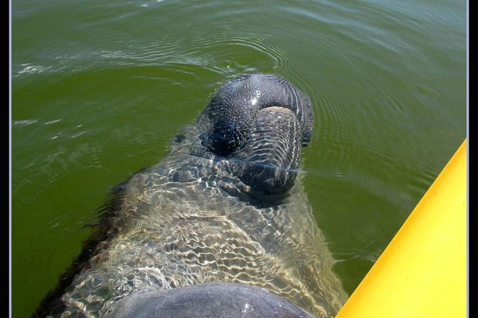 Small Group Boat, Kayak and Walking Guided Eco Tour in Everglades National Park - Kayak Equipment and Instruction