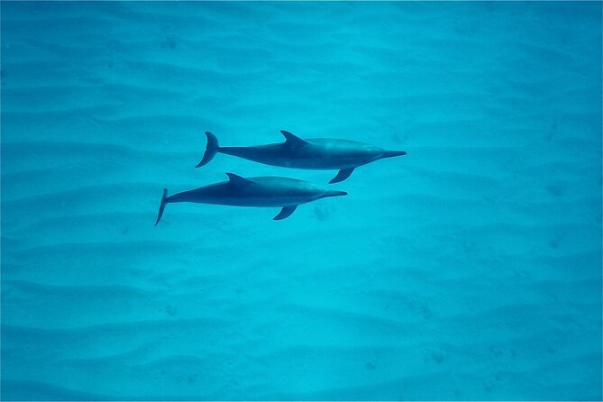 Swim With Dolphins in the West Coast Line of Oahu - Preparing for the Adventure