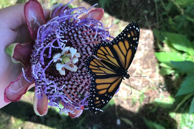 The Maui Butterfly Farm Tour! - Cancellation and Weather Policy