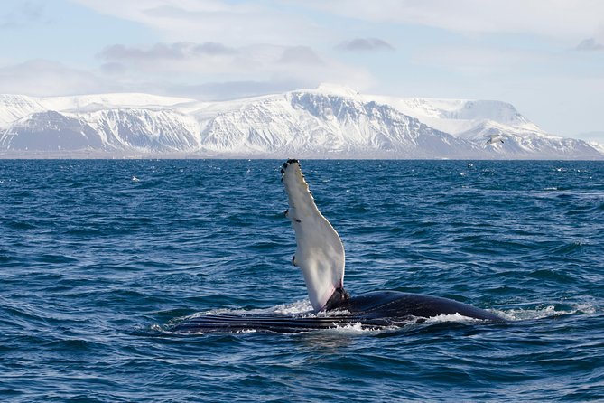 The Original Classic Whale Watching From Reykjavik - What to Expect