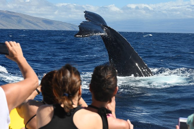 Ultimate 2 Hour Small Group Whale Watch Tour - Ticket Information and Refunds