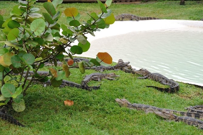 VIP Private Airboat Tour Near Orlando - Experiencing the Gator Oasis