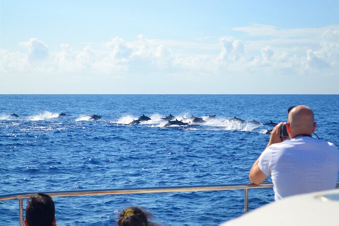 VipDolphins Luxury Whale Watching - Swimming and Snorkeling Break