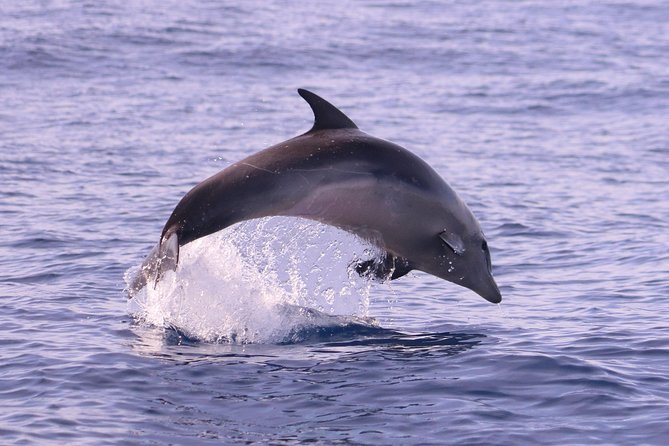 Whale and Dolphin Watching in Calheta, Madeira Island - Tour Reviews
