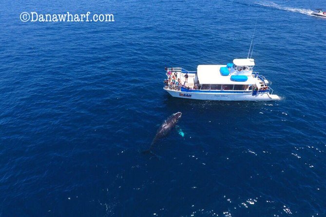 Whale Watching Excursion in Dana Point - Guest Reviews and Experiences