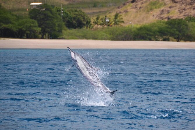 Wild Dolphin Watching and Snorkel Safari off West Coast of Oahu - Cancellation and Review