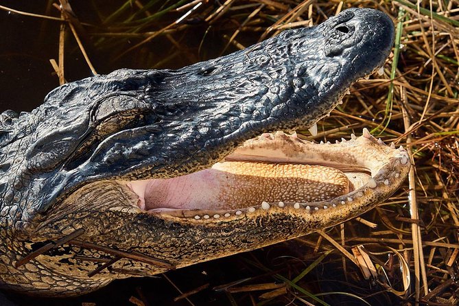 1-Hour Air Boat Ride and Nature Walk With Naturalist in Everglades National Park - Pricing and Booking