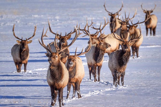 Grand Teton and National Elk Refuge Winter Wonderland Full Day Adventure - Your Experienced Naturalist Guide