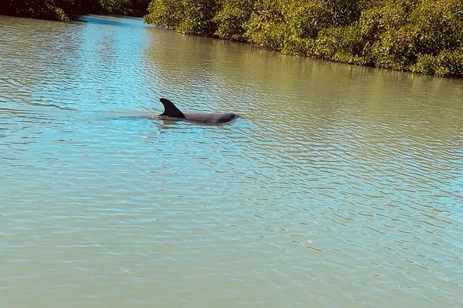 New Smyrna Dolphin and Manatee Kayak and SUP Adventure Tour - Ideal for First-Timers and Families