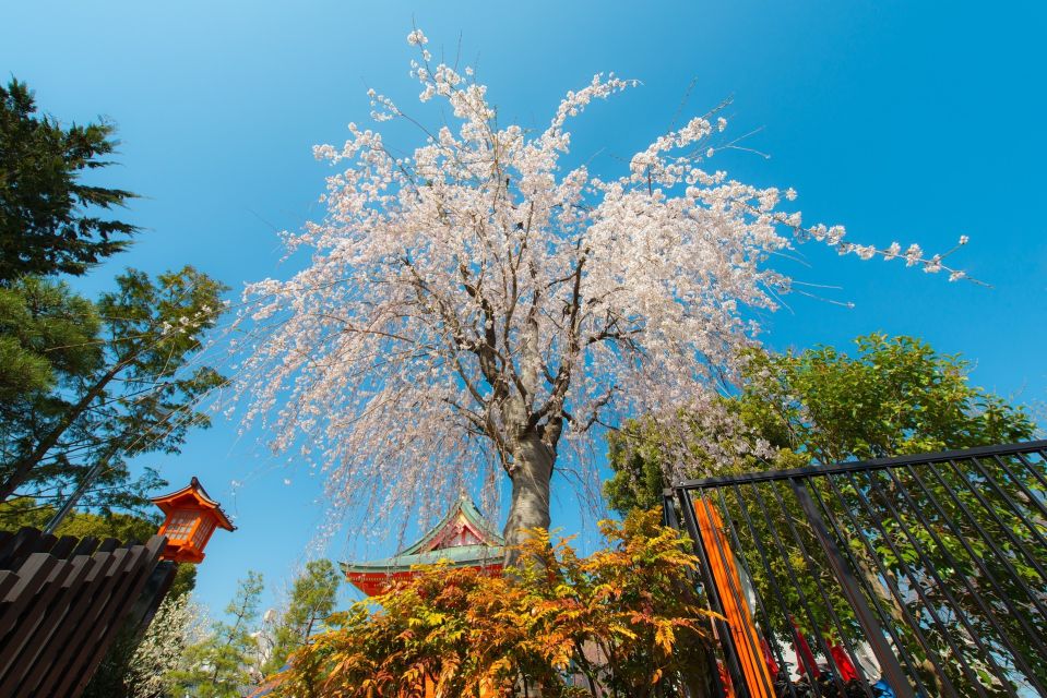 Sakura in Tokyo: Cherry Blossom Experience - Important Tour Information and Requirements