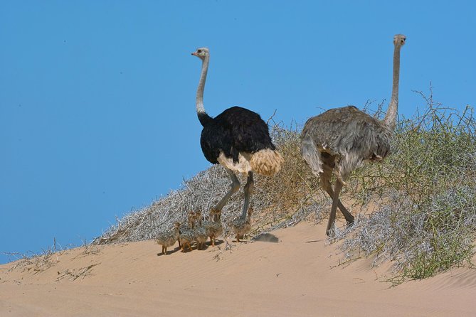 Sandwich Harbour Half-Day 4x4 Tour (5 Hours) From Walvis Bay - Additional Information