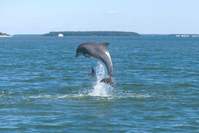 90-Minute Private Dolphin Tour in Hilton Head Island - Key Points