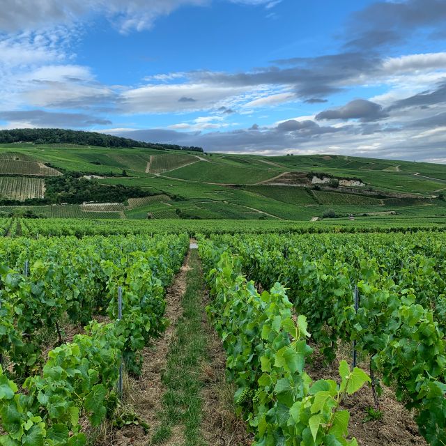 From Reims/Epernay:The Connoisseurs Private Tour 9 Tastings - Guided Champagne Tastings