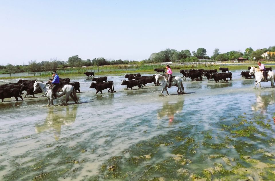 Montpellier: a Full Day to Discover the Camargue - Frequently Asked Questions