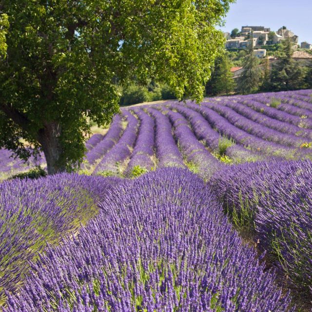 The Gorges Du Verdon & Its Lake Full Day Tour - Frequently Asked Questions