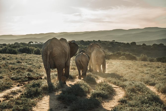 Addo Elephant National Park All Inclusive Full-Day Safari - Key Points