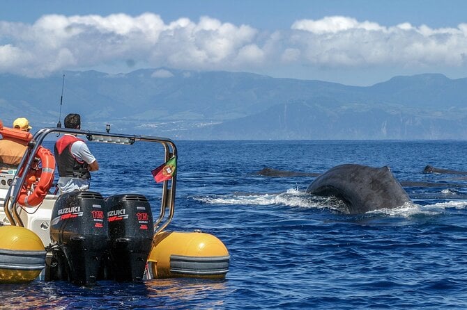 Azores Whale Watching & Islet Boat Tour - Key Points