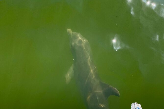 Dolphin and Manatee Boat Tour in 10,000 Islands NWR - Wildlife Sightings