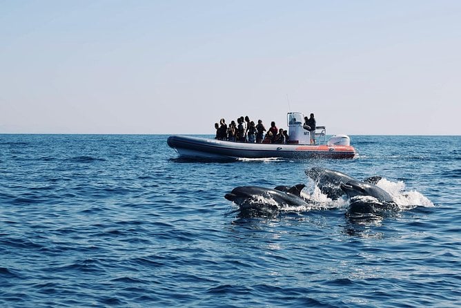 Dolphins and Benagil Caves From Albufeira - Just The Basics