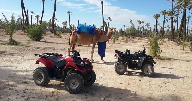 From Marrakech: Palm Grove Quad Bike and Camel Ride Tour - Key Points
