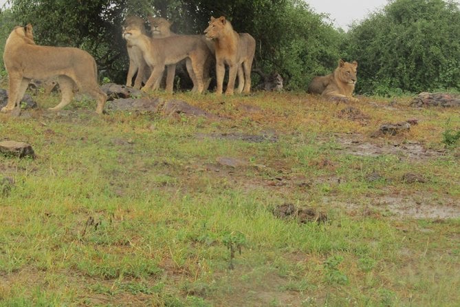 Full Day Safari Tour of Pilanesberg National Park, Open Jeep Experience - Overview of the Safari Tour