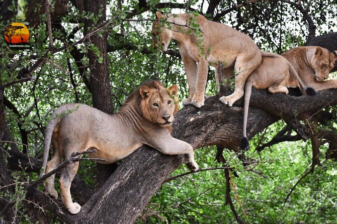 Group Safari 7 Days in Tanzanias Main Parks - Key Points
