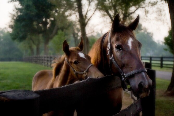 Half-Day Thoroughbred Horse Farm Tour in Kentucky - Exploring Kentuckys Bluegrass Country