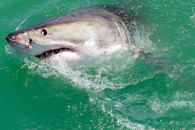 Half-Day White Shark Cage Diving From Gansbaai - Activity Details