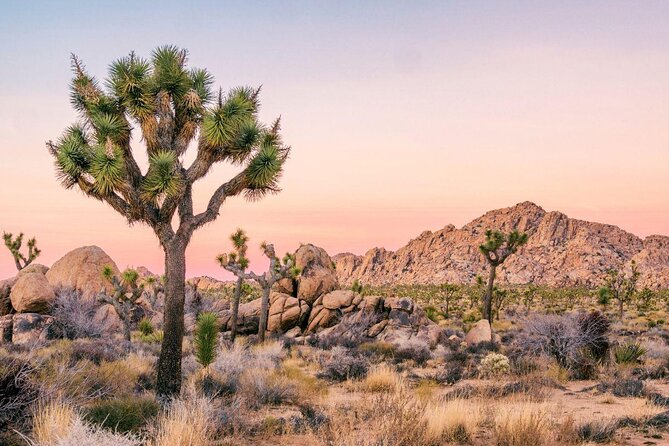 Joshua Tree National Park Air-Conditioned Tour - Key Points