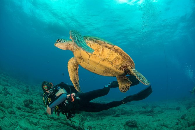 Kauais Ultimate Discover Scuba Dive - OCEAN EXPERIENCE (1 Tank Dive) - Key Points