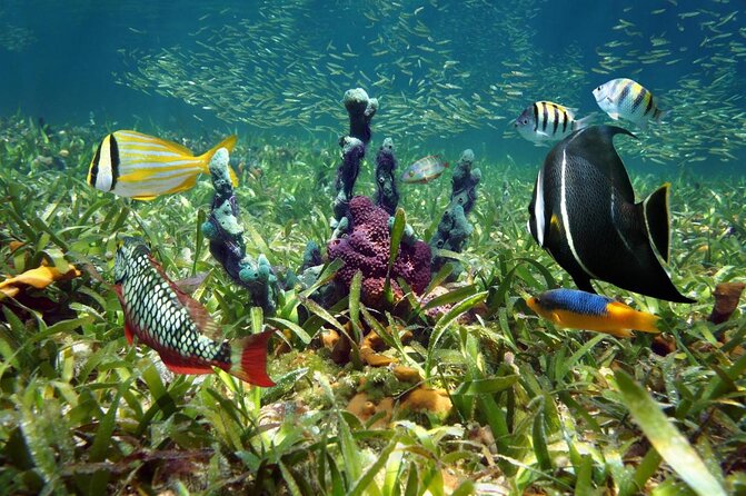 Key Largo Two Reef Snorkel Tour - All Snorkel Equipment Included! - Key Points
