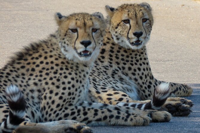 Kruger National Park - Private Full Day Safari Trip. - Overview of the Safari Tour