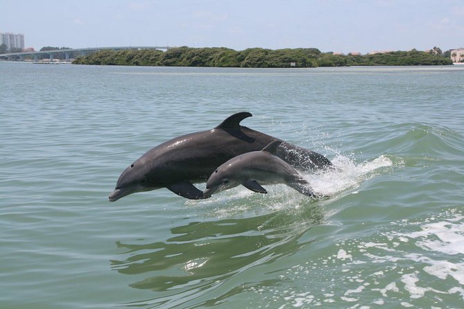 Little Toot Dolphin Adventure at Clearwater Beach - Just The Basics