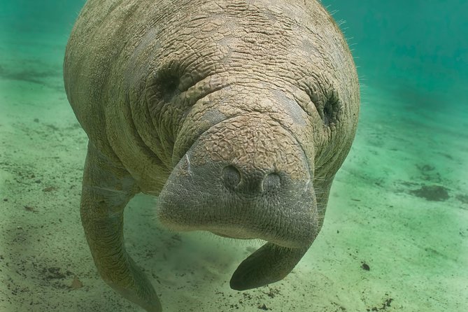 Manatee Sightseeing and Wildlife Boat Tour - Just The Basics
