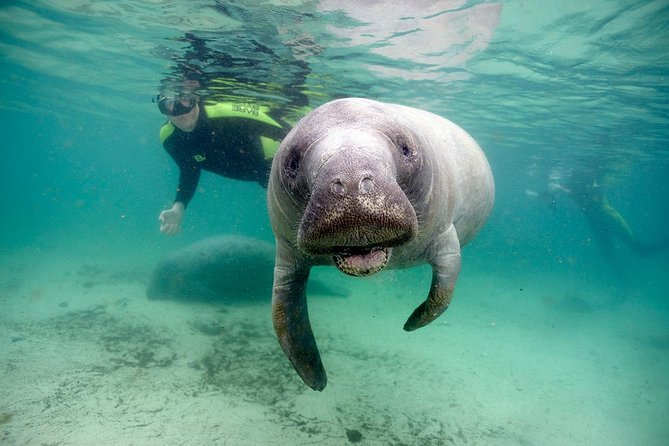 Manatee Snorkel Tour With In-Water Divemaster/Photographer - Just The Basics