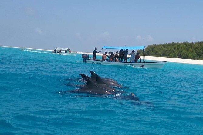 Mnemba Island Snorkeling and Swimming With Dolphin - Overview of the Experience