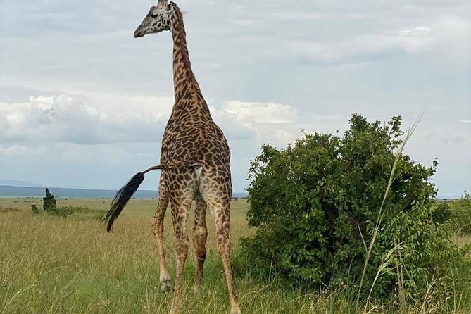 Nairobi National Park and Giraffe Center - Key Points