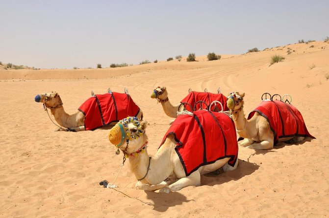 Premium Red Dune Safari With Camel Ride & BBQ in Bedouin Camp - Key Points
