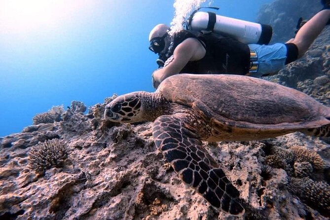 Private Diving Experience in The Heart of Red Sea in Aqaba - Key Points