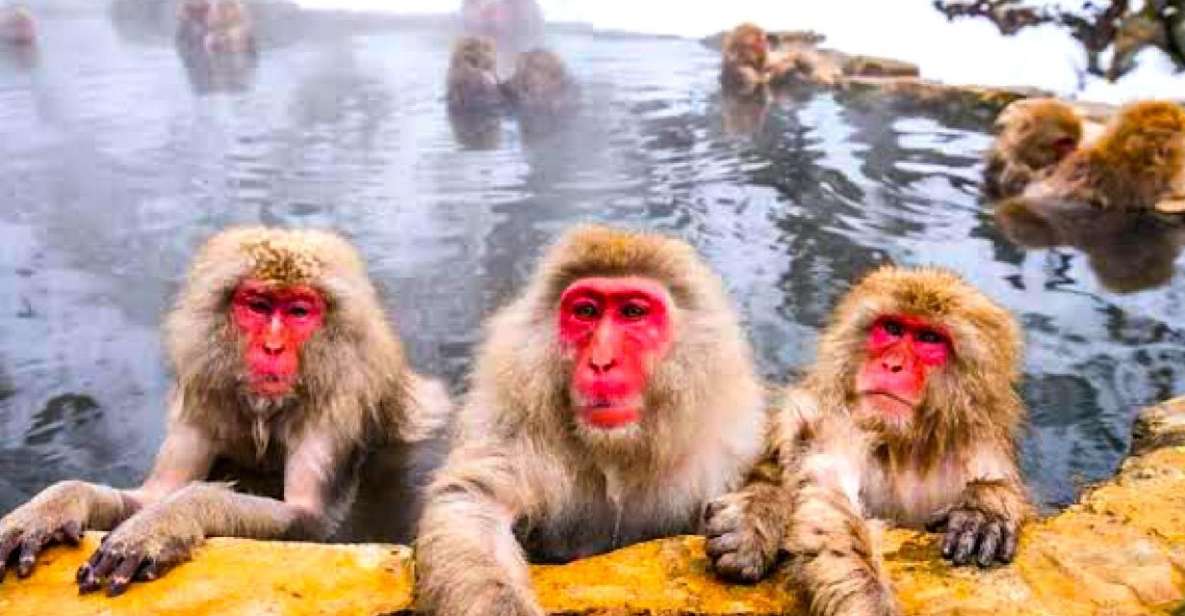 Private Snow Monkeys Zenkoji Temple Sightseeing Day Trip - Key Points