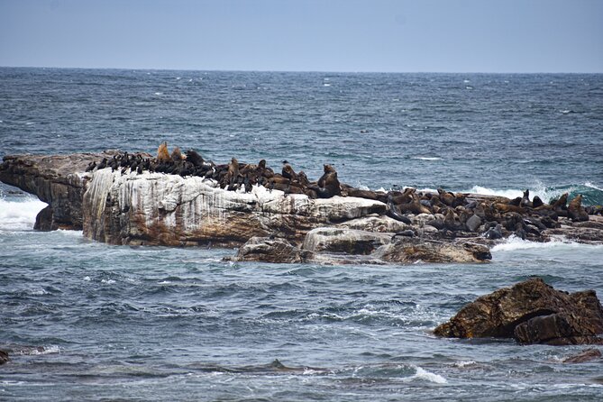 Private Tour: Cape of Good Hope & Boulders Beach Penguin Colony - Overview of the Tour