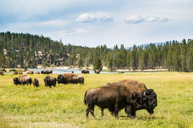 Private Yellowstone Tour: ICONIC Sites, Wildlife, Family Friendly Hikes + Lunch - Key Points
